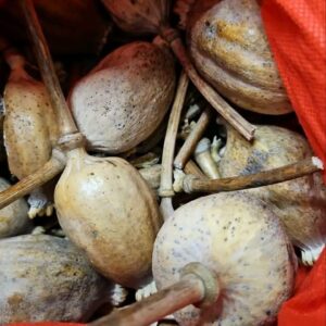 Poppy Seed Pods