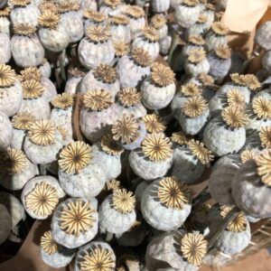 Dried Poppy Pods USA