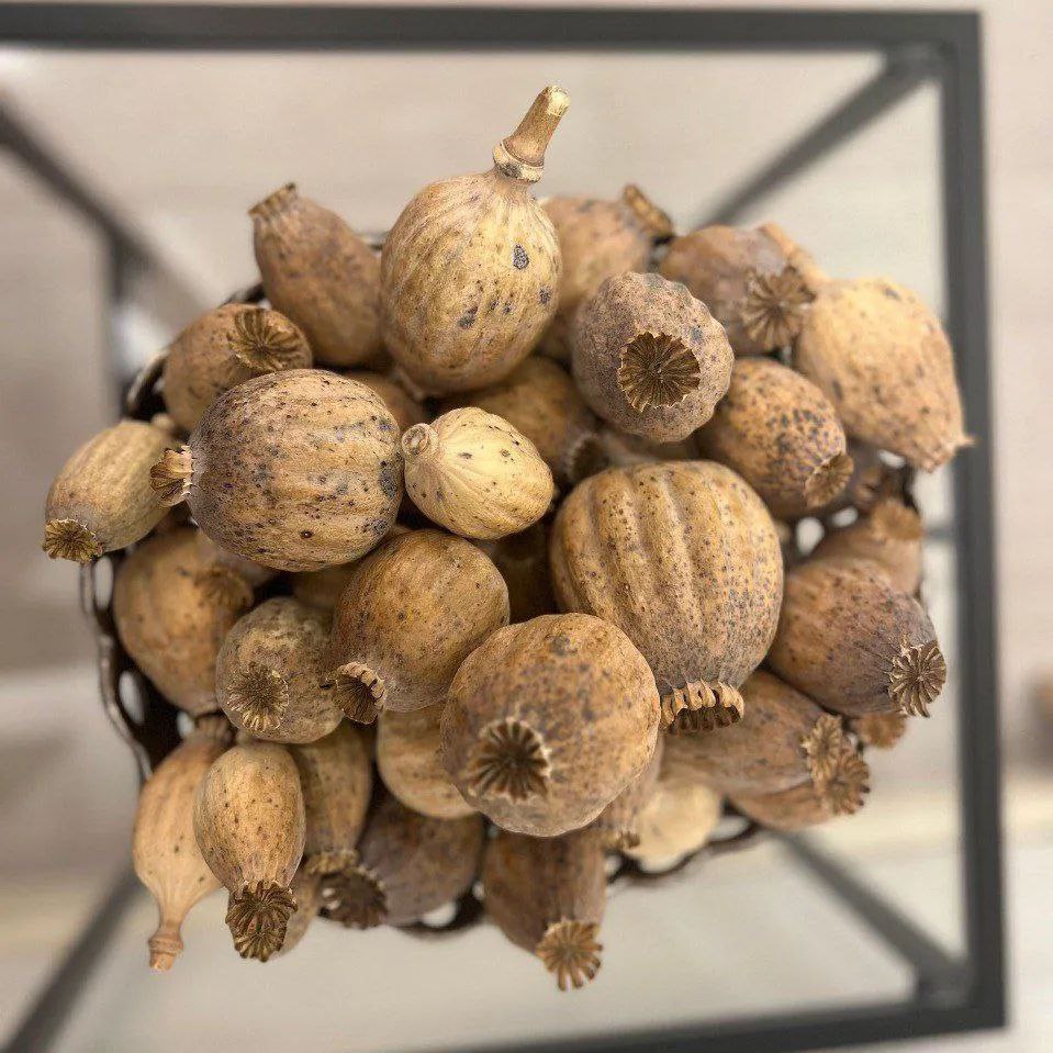 Dried Poppy Pods USA – Premium Poppy Pod Dried & Ready to Ship