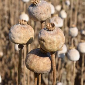 poppy pods for sale