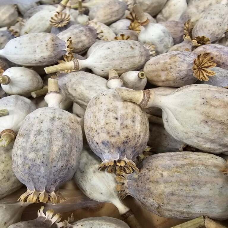 Order Poppy Pods