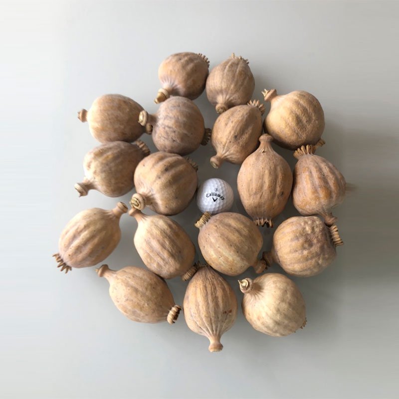 Organic dried poppy pod heads ready to ship across the United States