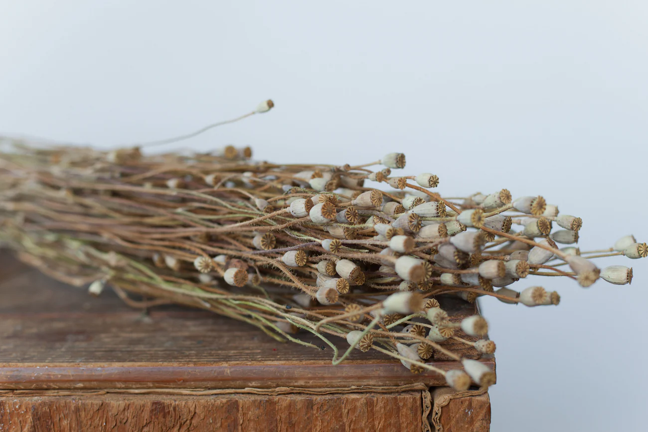 Poppy Pods – Buy Dried Poppy Seed Pods with Stems Online - Image 6
