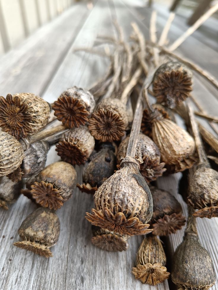 Poppy Seeds from Pods