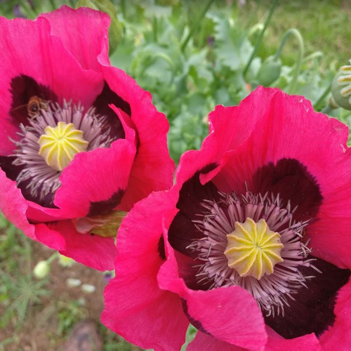 Papaver Somniferum Seeds