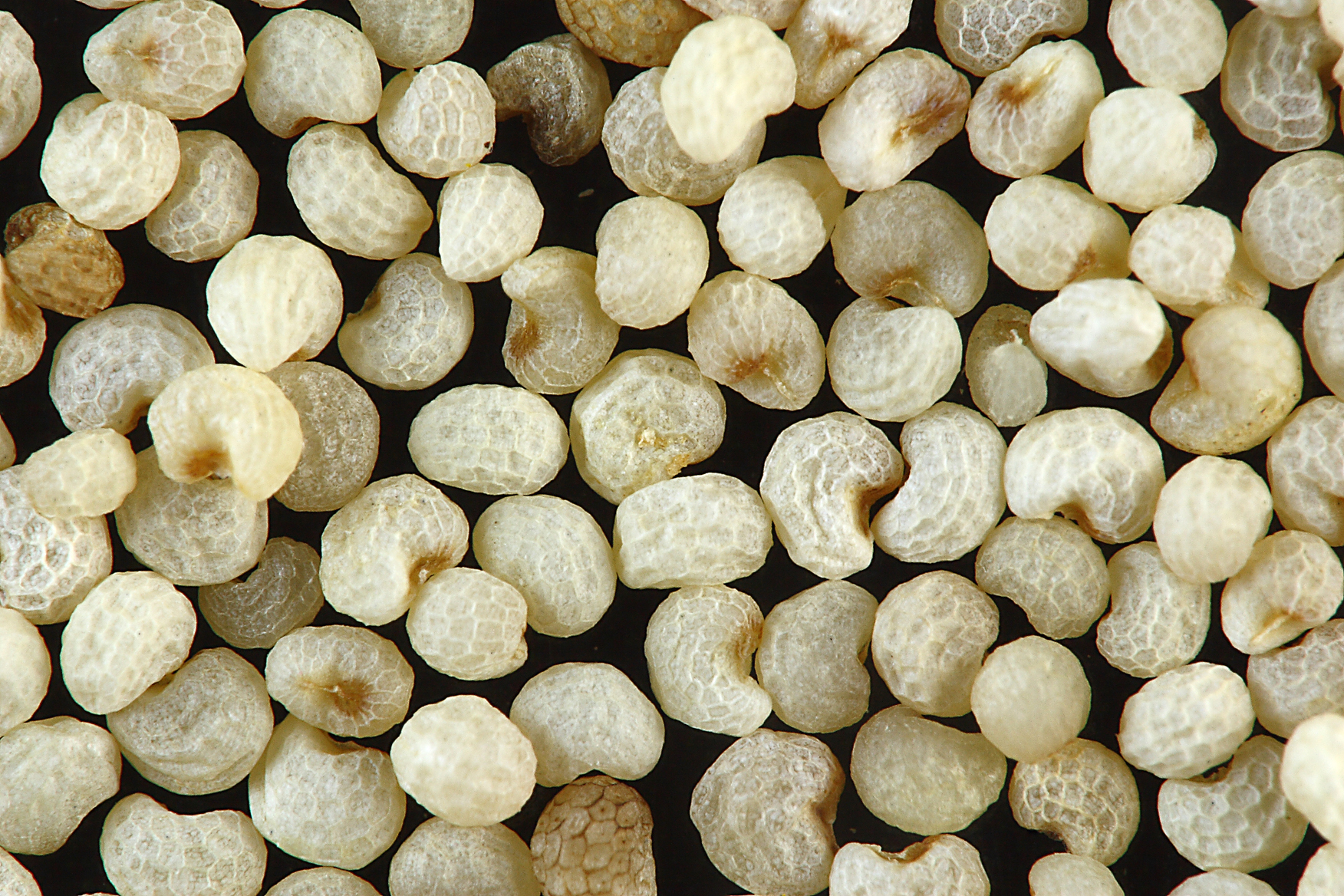 Papaver Somniferum Seeds