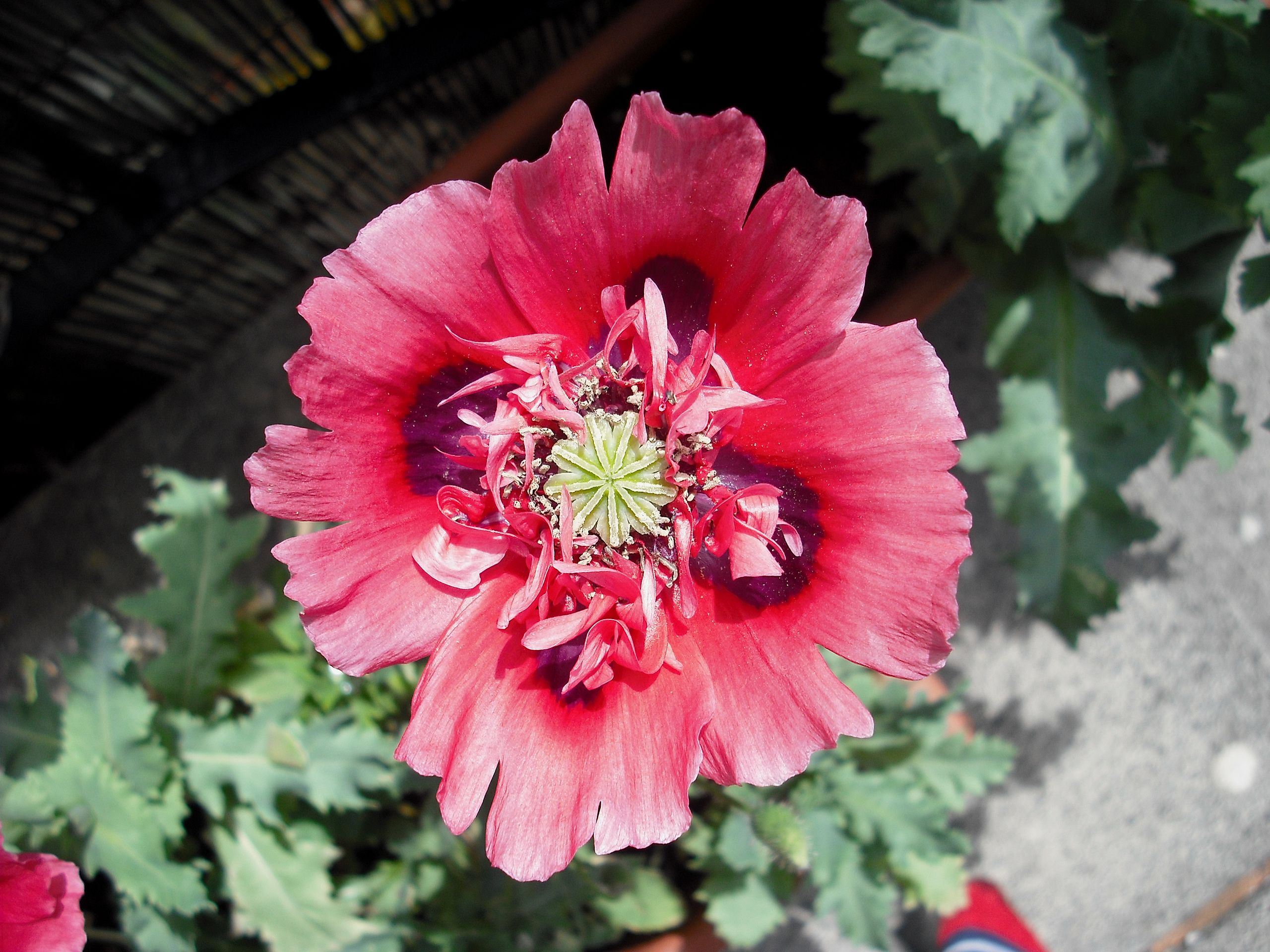 Papaver Somniferum Plant
