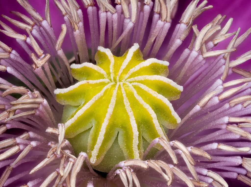 Papaver Somniferum Seeds