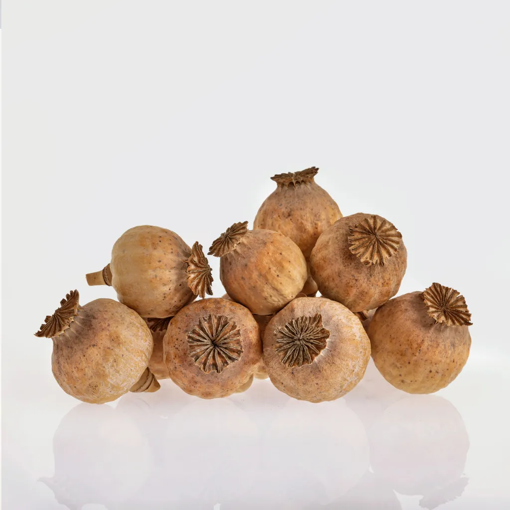 Buy poppy pods online