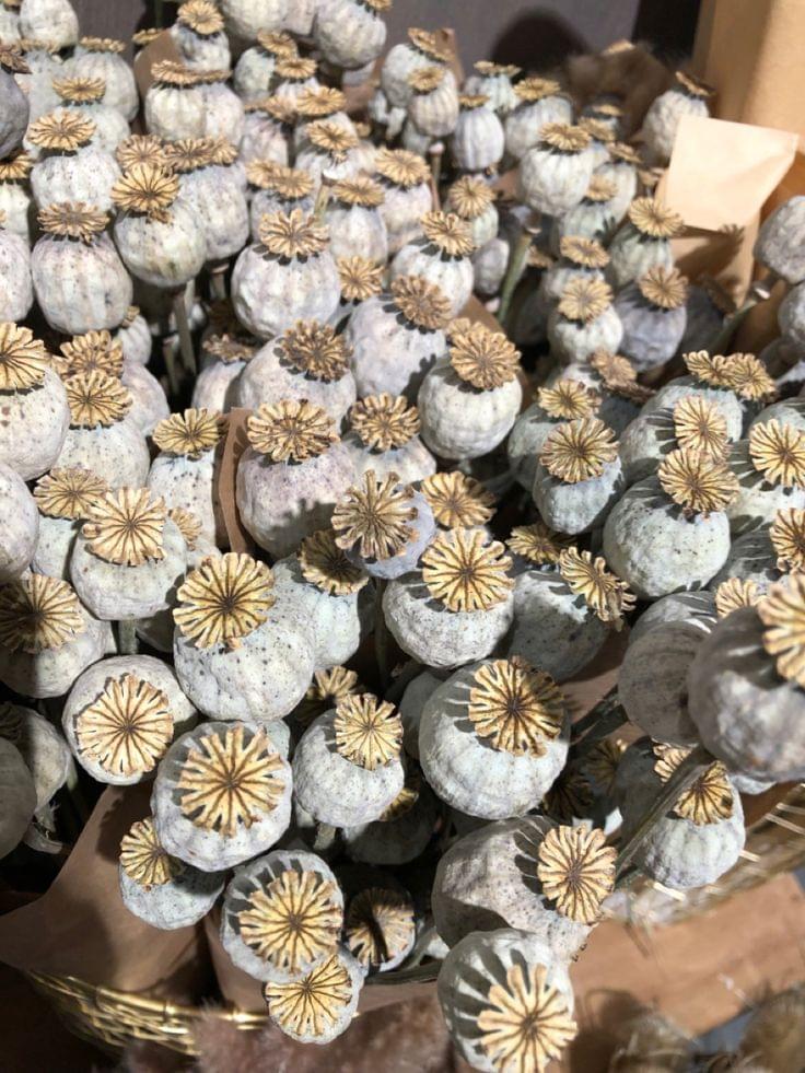 Dried Poppy Pods USA