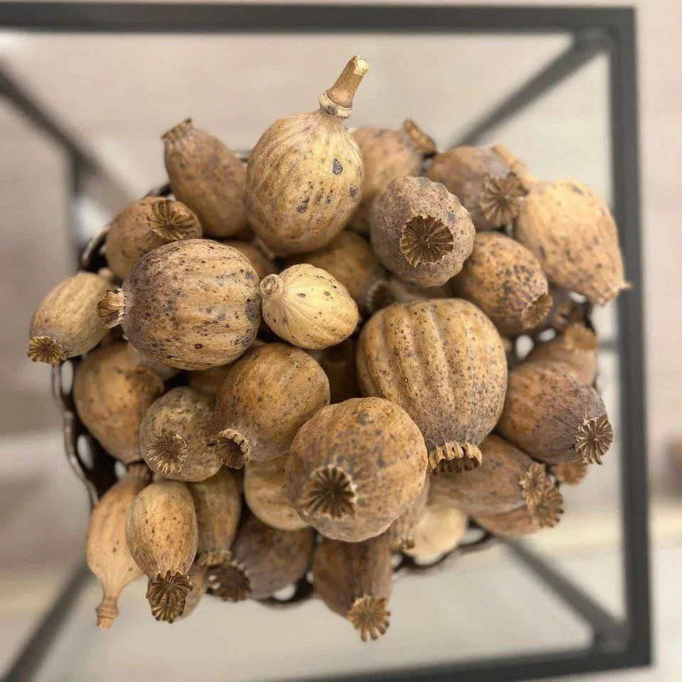 Dried poppy pods USA sourced naturally and prepared for decorative and craft use