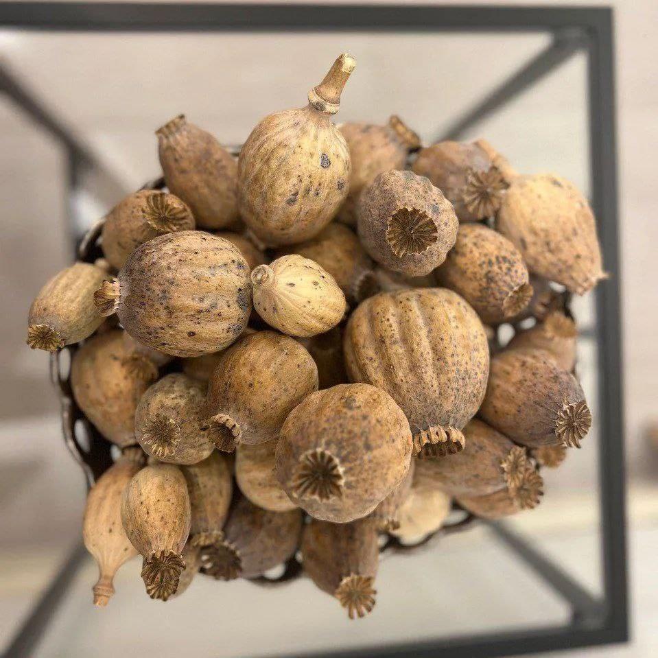 Dried poppy pods USA sourced naturally and prepared for decorative and craft use