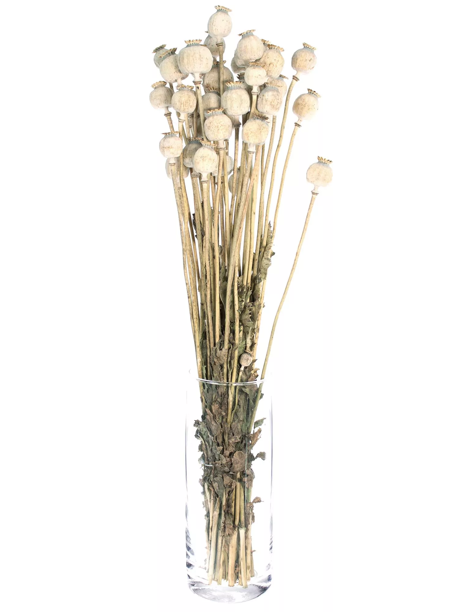 Poppy Pods – Buy Dried Poppy Seed Pods with Stems Online - Image 5