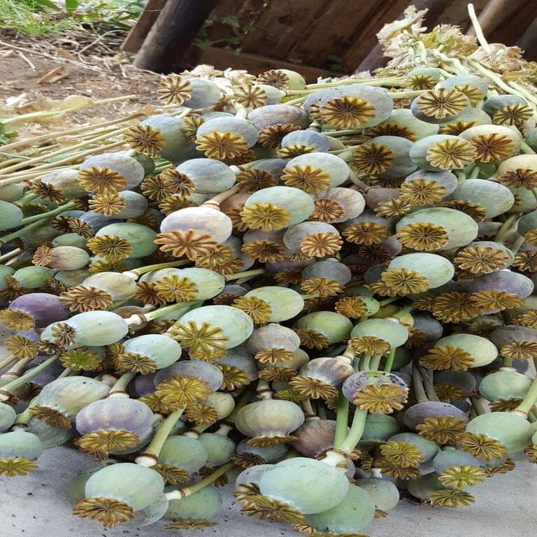 Premium fresh poppy pods prepared for floral arrangements and natural home decor