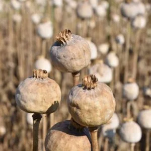 Premium HDD poppy pods naturally dried with dense shells for decorative and craft use