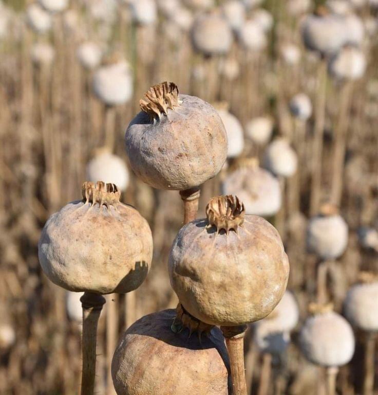 Premium HDD poppy pods naturally dried with dense shells for decorative and craft use