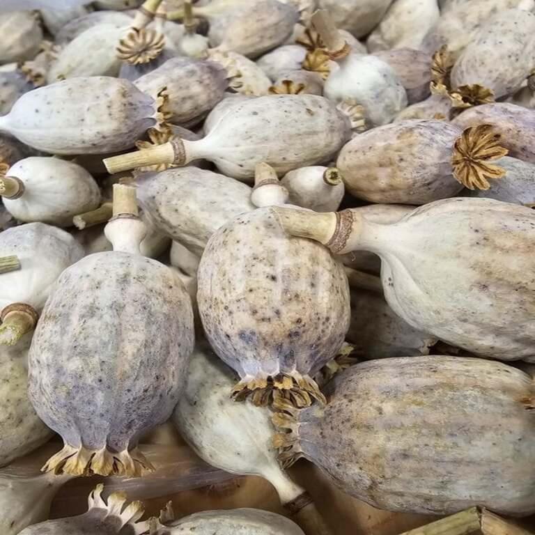 Dried poppy pods with intact stems air-dried naturally for floral, craft, and decorative use