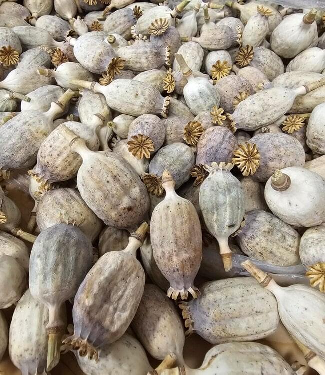 Order Dried Poppy Pods – Secure & Ethical - Image 3
