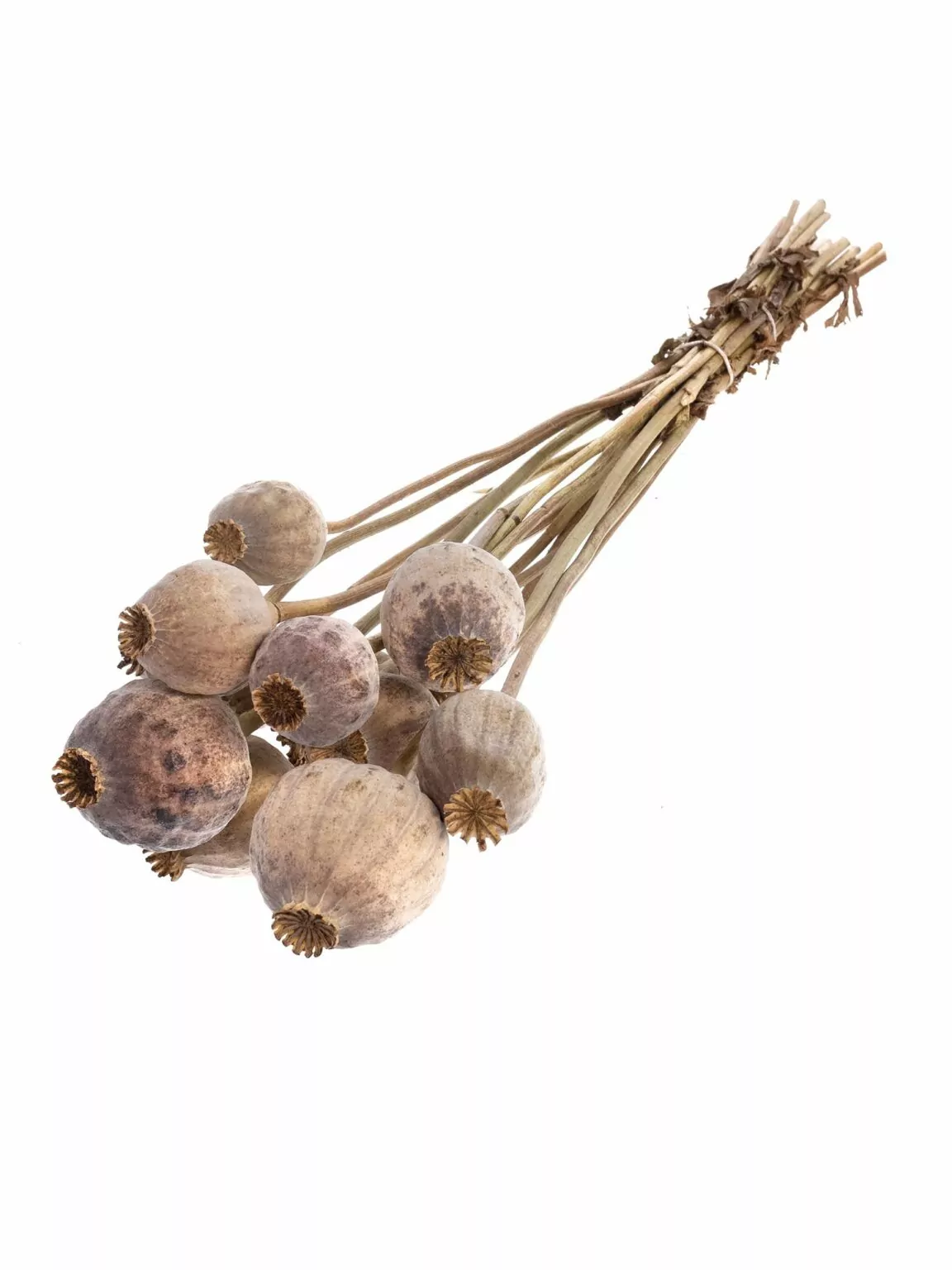 Premium dried poppy pods featuring intact stems for rustic decor and arrangements