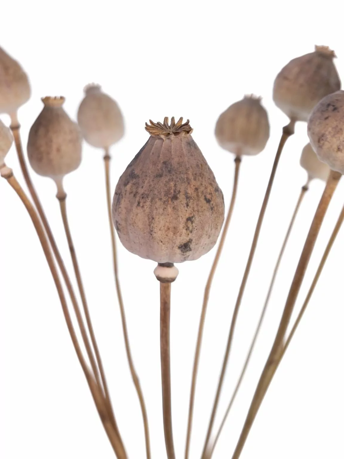 Poppy Pods – Buy Dried Poppy Seed Pods with Stems Online - Image 4