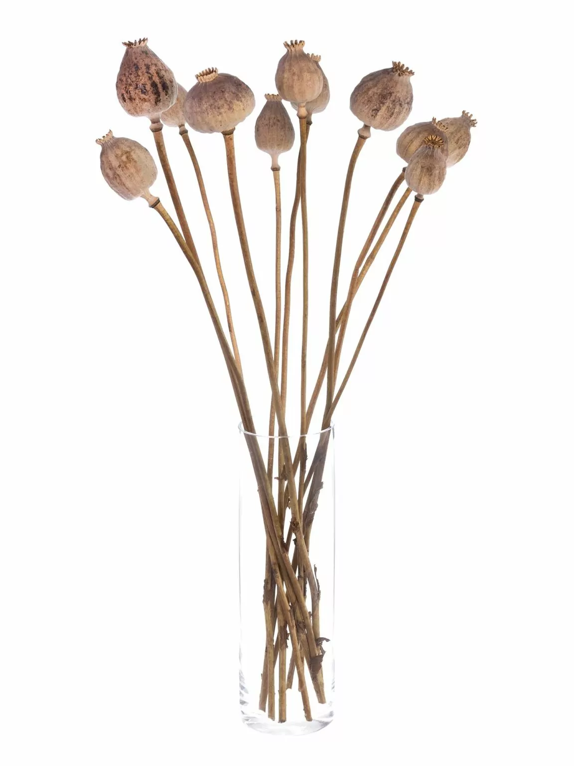 Natural poppy seed pods air-dried with stems for botanical and decorative projects