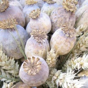 Dried poppy seed pods with natural stems prepared for floral design and craft use