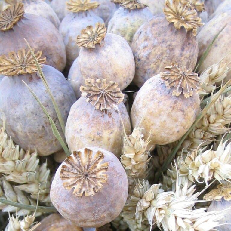 Dried poppy seed pods with natural stems prepared for floral design and craft use