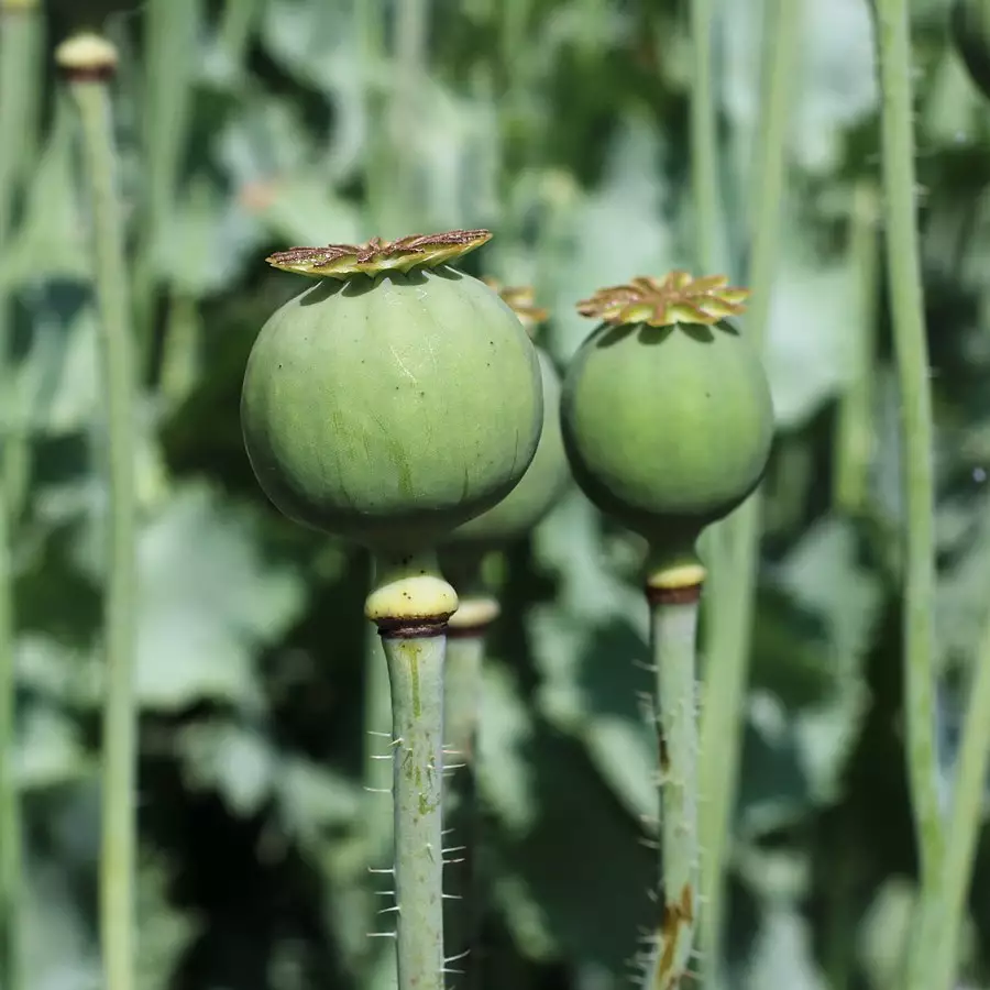 Fresh Poppy Pods – Hand‑picked & Organically Grown - Image 3