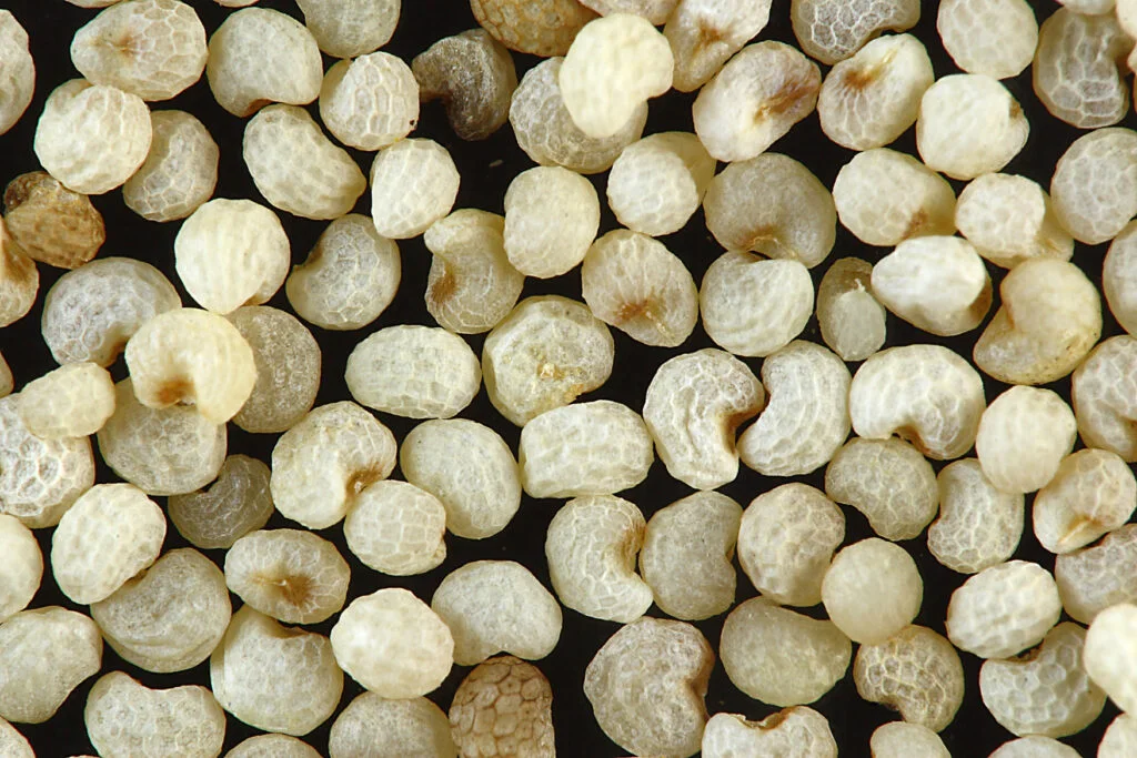 Papaver Somniferum Seeds