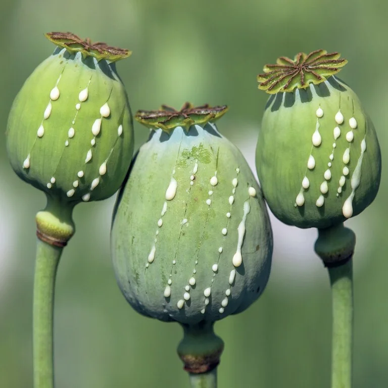 Fresh poppy pods with intact capsules and stems harvested for decorative and botanical use