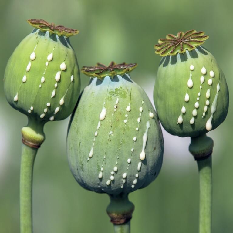 Fresh poppy pods with intact capsules and stems harvested for decorative and botanical use